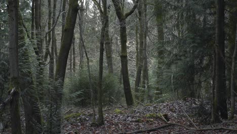 pan liso a través del denso bosque 4k