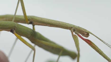 insecto palo medauroidea extradentata, familia phasmatidae