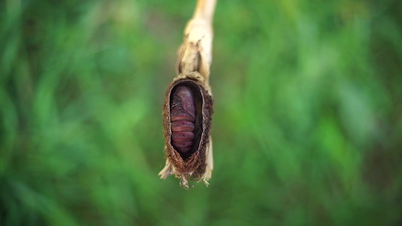 Close-up of a Moth Pupa Inside a Dried Leaf Cocoon