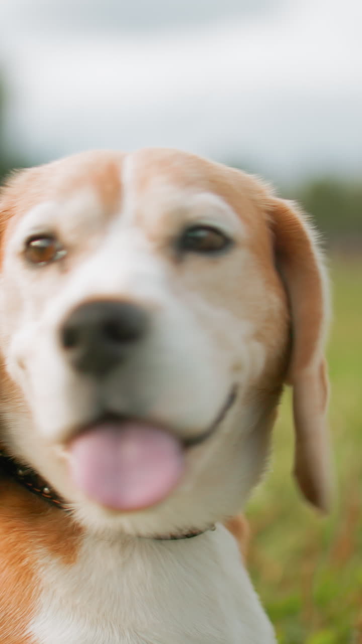 Beagle jadeante con la lengua fuera, girando la cabeza en un prado con un collar con tachuelas y suciedad en la nariz, orejas vivaces y ojos expresivos, los primeros planos sinceros capturan la alegre energía lúdica y el ambiente soleado al aire libre