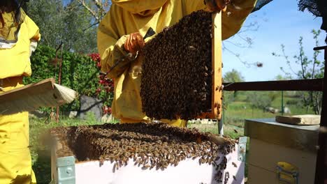 Italian-beekeepers-working-with-honey-bees-at-a-farm