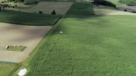 Ferngesteuerte-Flugzeuge,-Die-Im-Sommer-über-Die-Felder-Mit-Organischen-Grünen-Pflanzen-Schweben