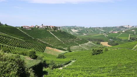 lush vineyards stretch across rolling hills