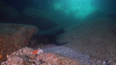 Seelöwe-Bläst-Luftblasen-An-Die-Meeresoberfläche-In-Baja-California