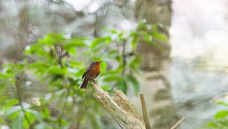 un par de pájaros robin europeos posados en un árbol roto podrido y vuelan lejos en un bosque