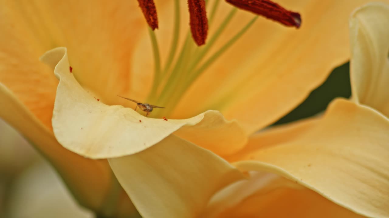 una mosca flotante descansa en el pétalo de una gran flor amarilla