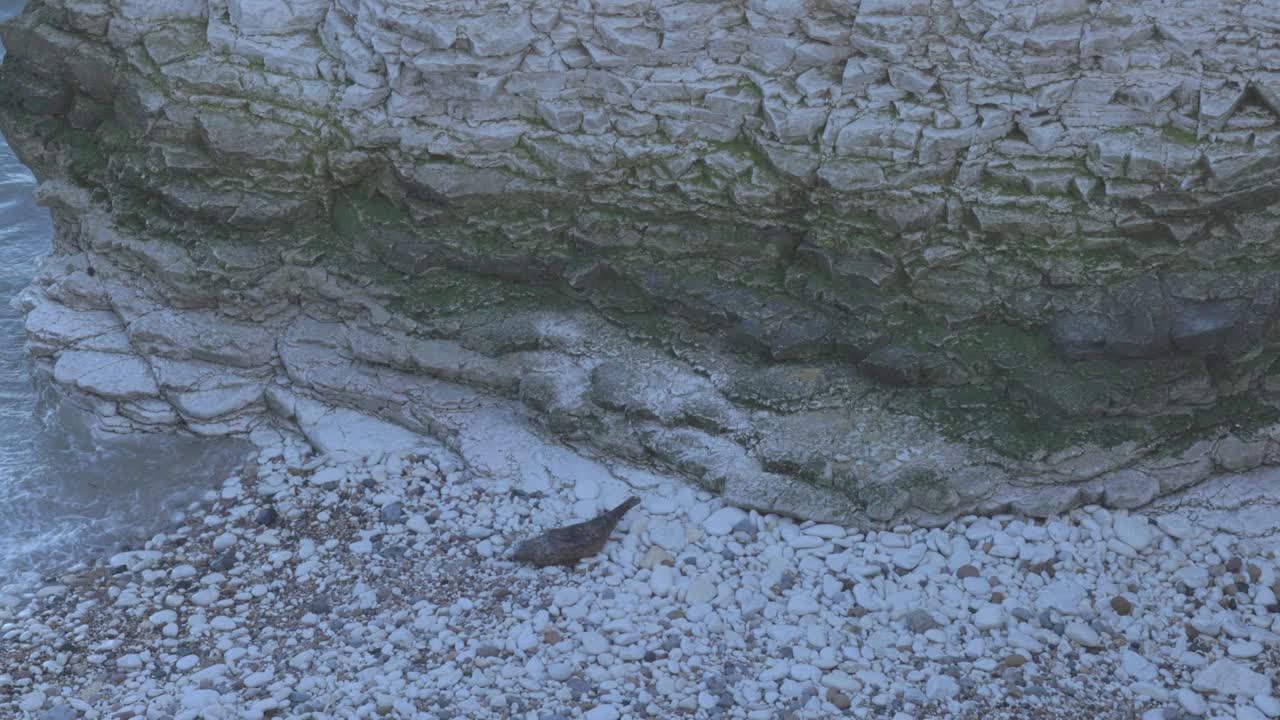 singular grey seal resting on the white rocks at Flamborough head
