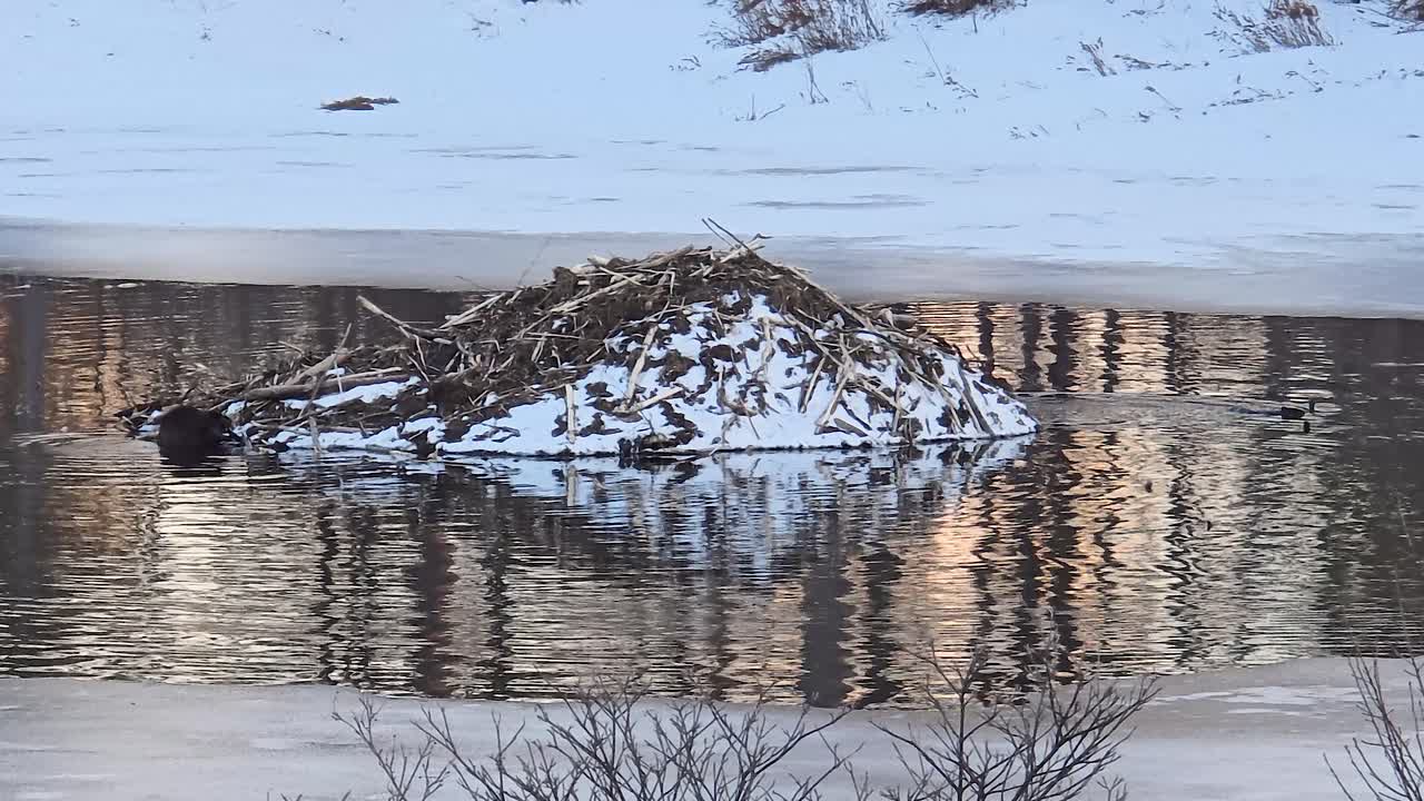 Beaver Habitat in Quebec: Lodge Amidst Snow and Ice on River