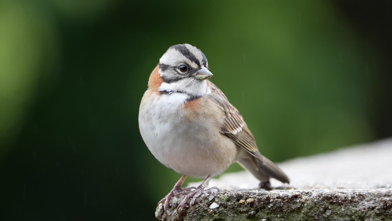 Close up of a Rufous-collared Sparrow on a rainy day