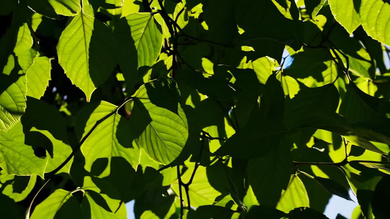 Sunlight Through Lush Green Leaves