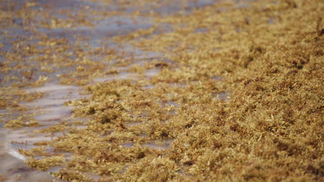 sargassum on mexico beach playa del carmen