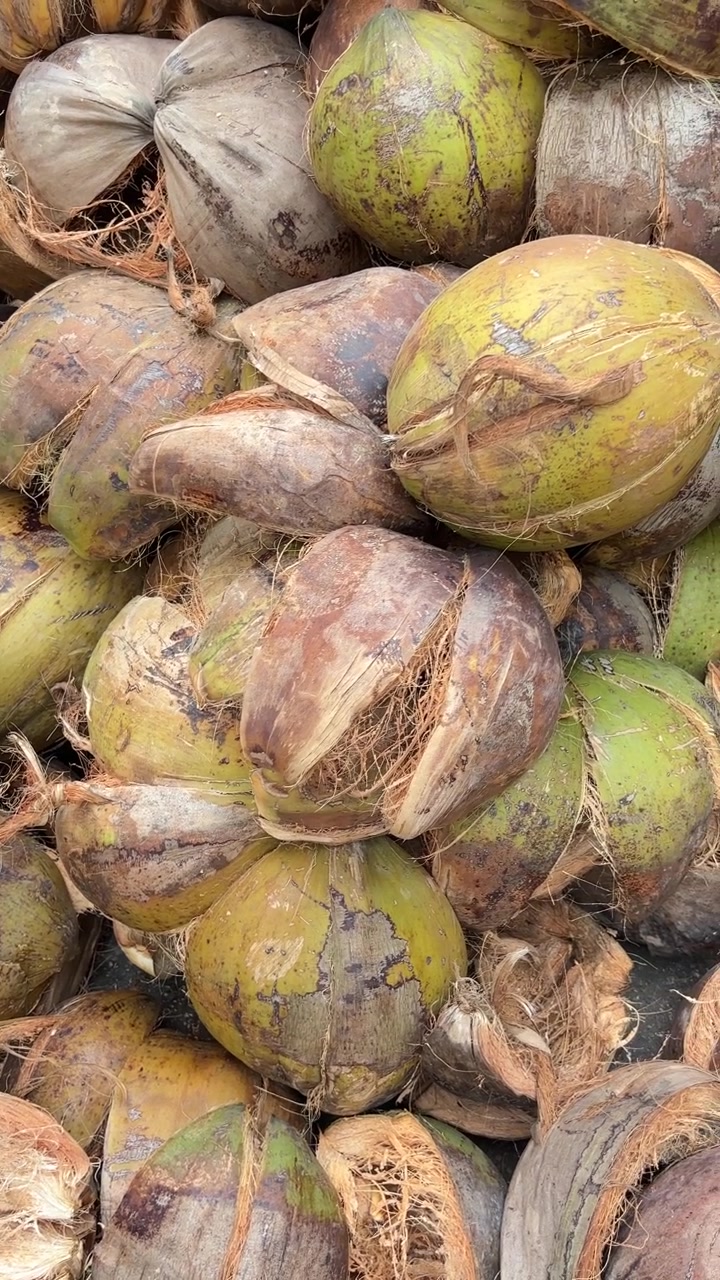 Close-up of a Large Pile of Coconuts and Husks