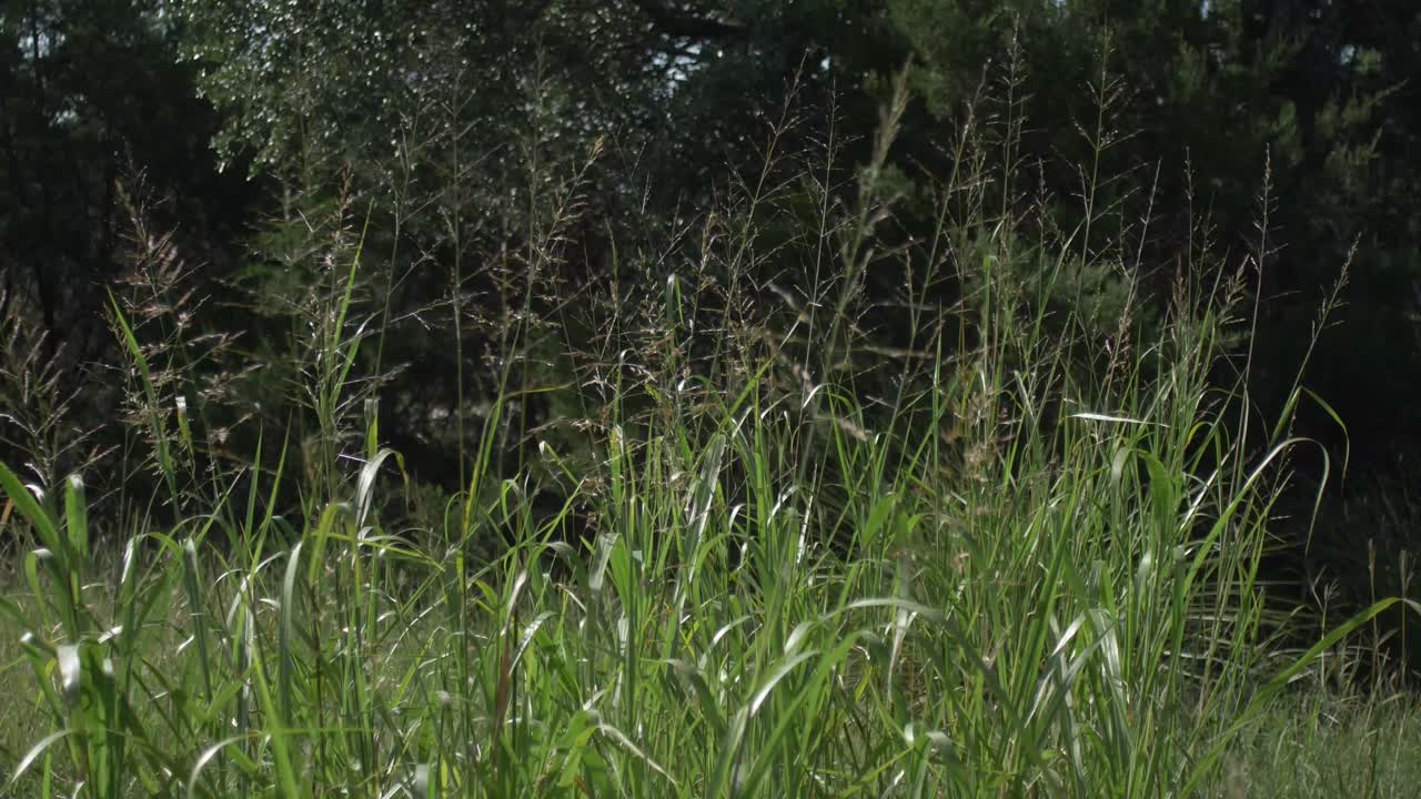 텍사스 힐 컨트리에서 화창한 날 바람에 흔들리는 키 큰 잎이 많은 풀