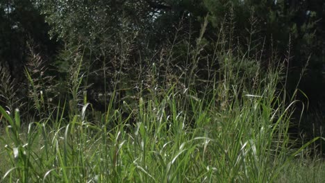 Hohe-Grüne-Gräser-Wiegen-Sich-An-Einem-Sonnigen-Tag-Im-Texas-Hill-Country-Im-Wind