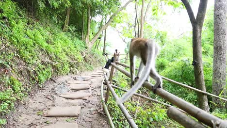 monkey traverses a scenic path in krabi, thailand