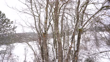 arbustos secos sin hojas en el fondo de invierno con colinas cubiertas de nieve blanca, tiro inclinado