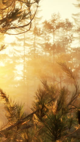 sun rays through a foggy forest