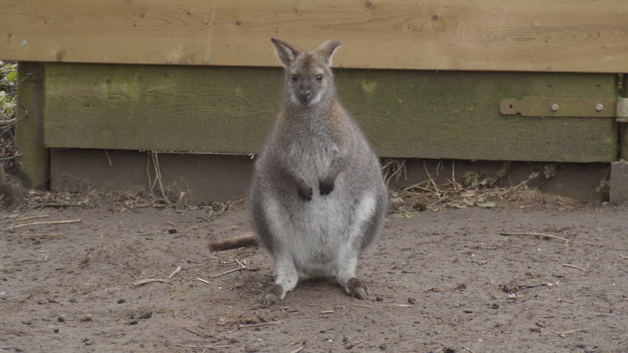 amplio retrato de wallaby de bennett en zoológico de contacto