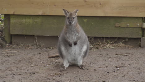 Wide-portrait-of-Bennett's-Wallaby-in-petting-zoo