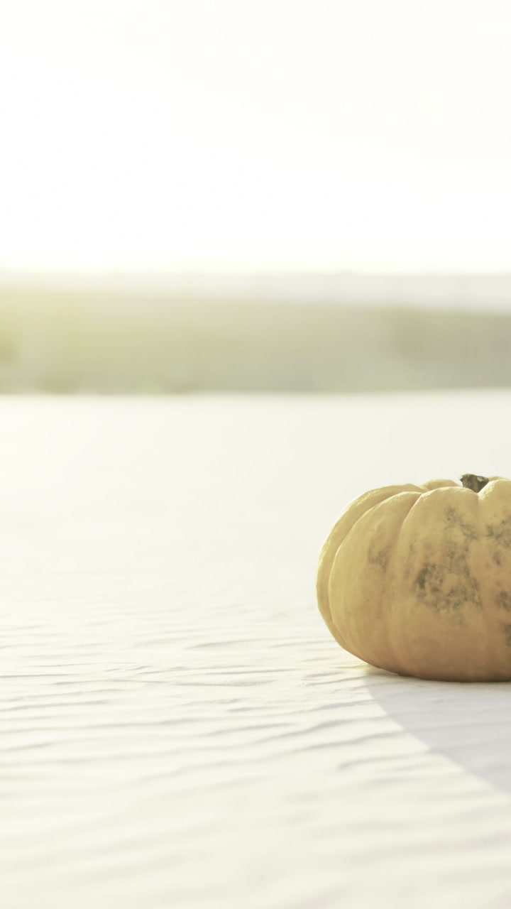 Pumpkin sits on a sandy beach during sunset near a distant horizon