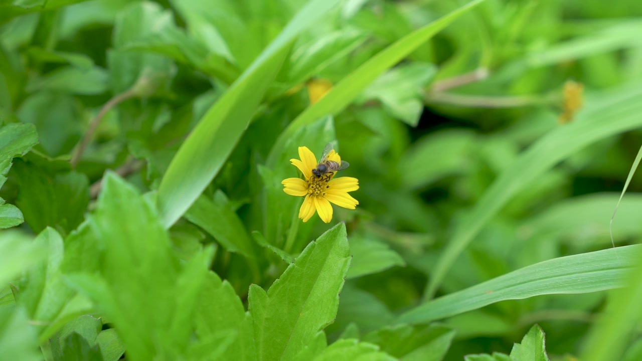 Ape che raccoglie nettare da un fiore selvatico giallo in un giardino verde