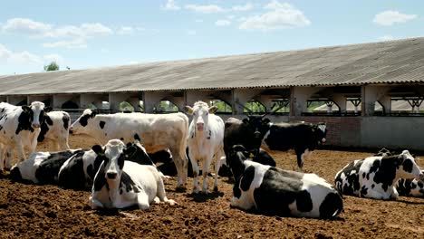 cows rest on the farm