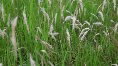 white grass. white grass in the green meadow