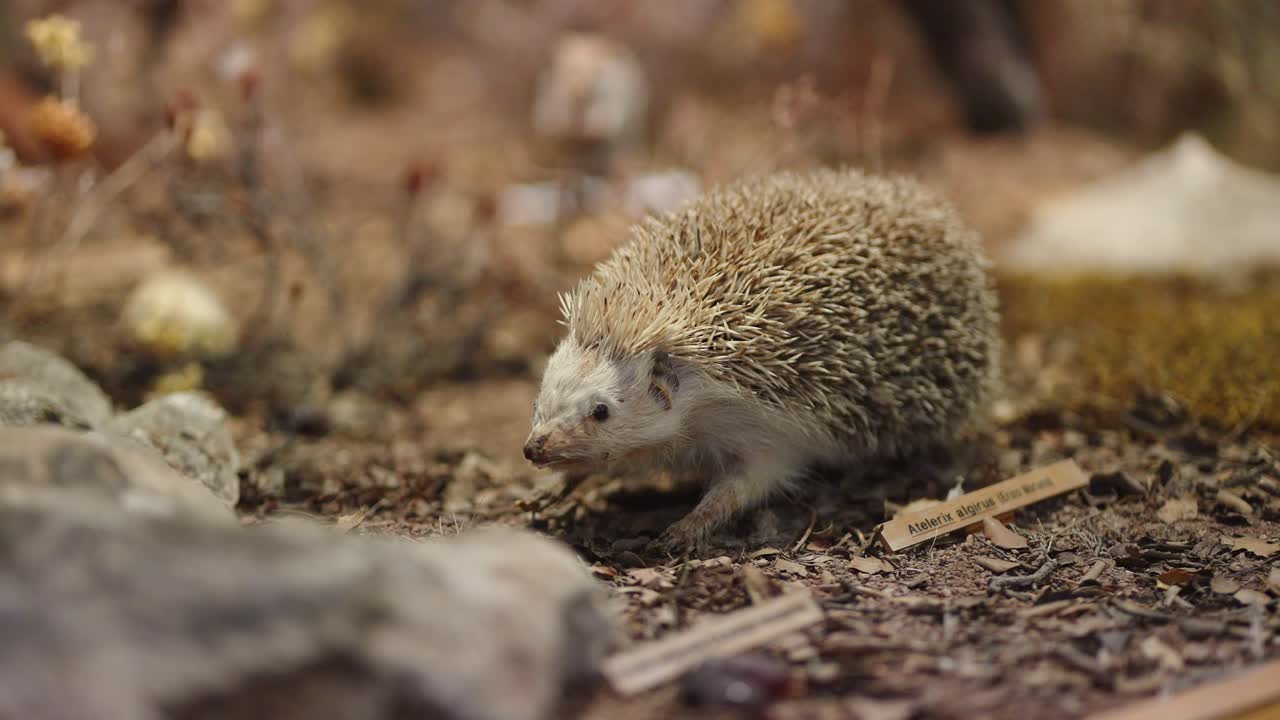 Ausgestopfter Igel zeigt seinen Lebensraum