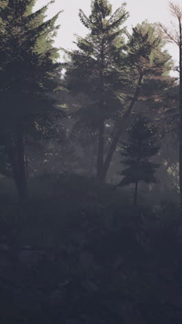 foggy forest