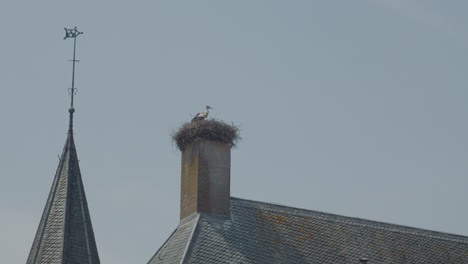 white stork sitting on a nest built on a chimney