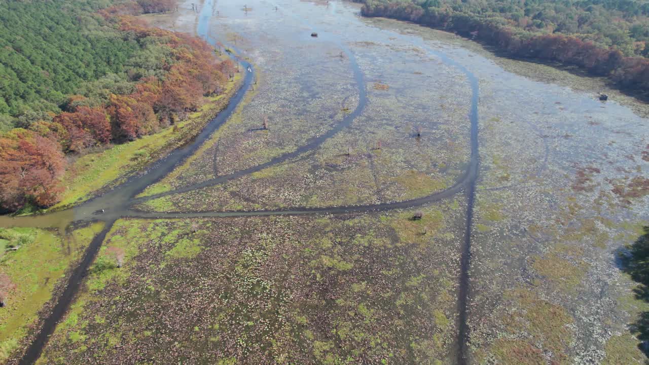 Aerial footage flying over Lake Caddo in Texas. Paths for boater can be seen in the thick plants