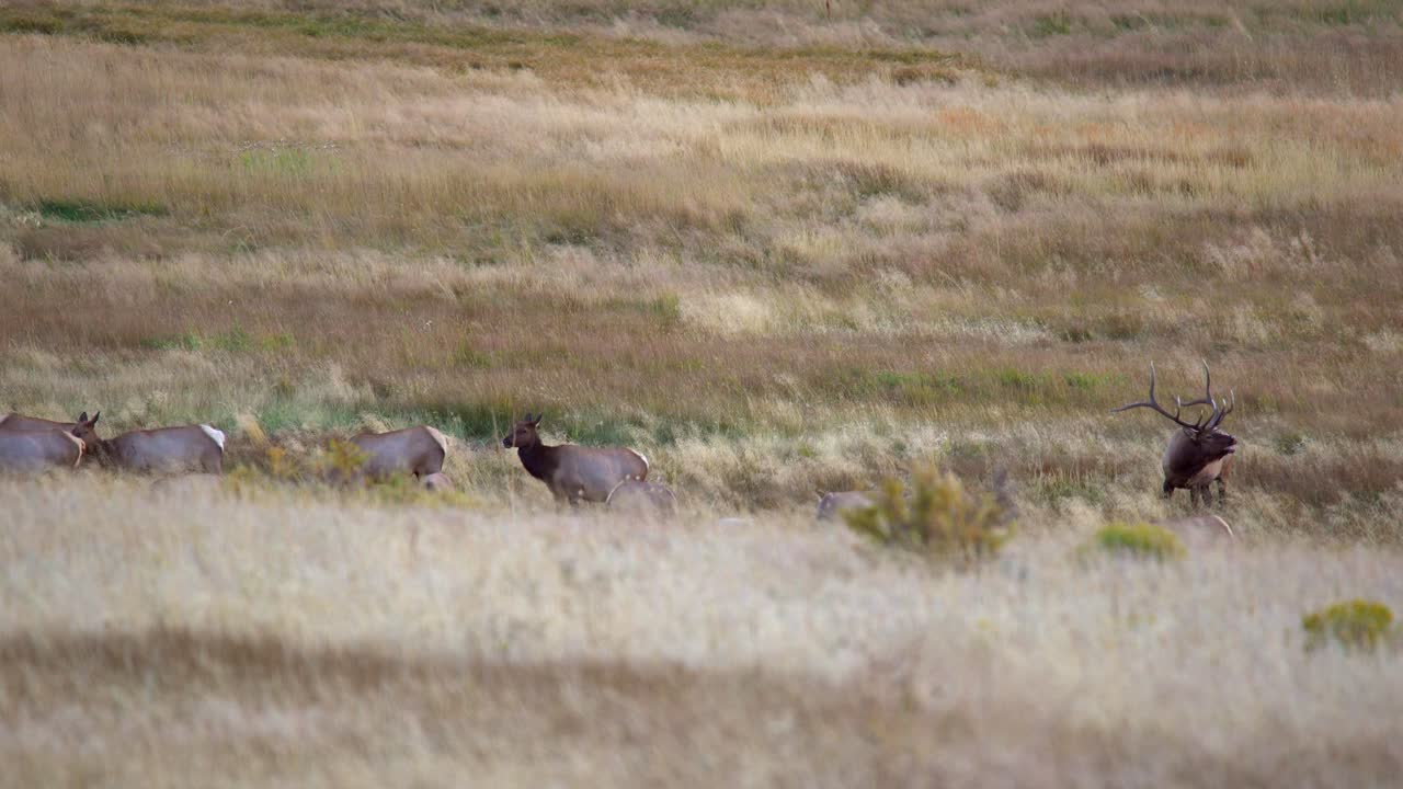 alces toros durante la rutina de los alces del otoño de 2021 en estes park, colorado