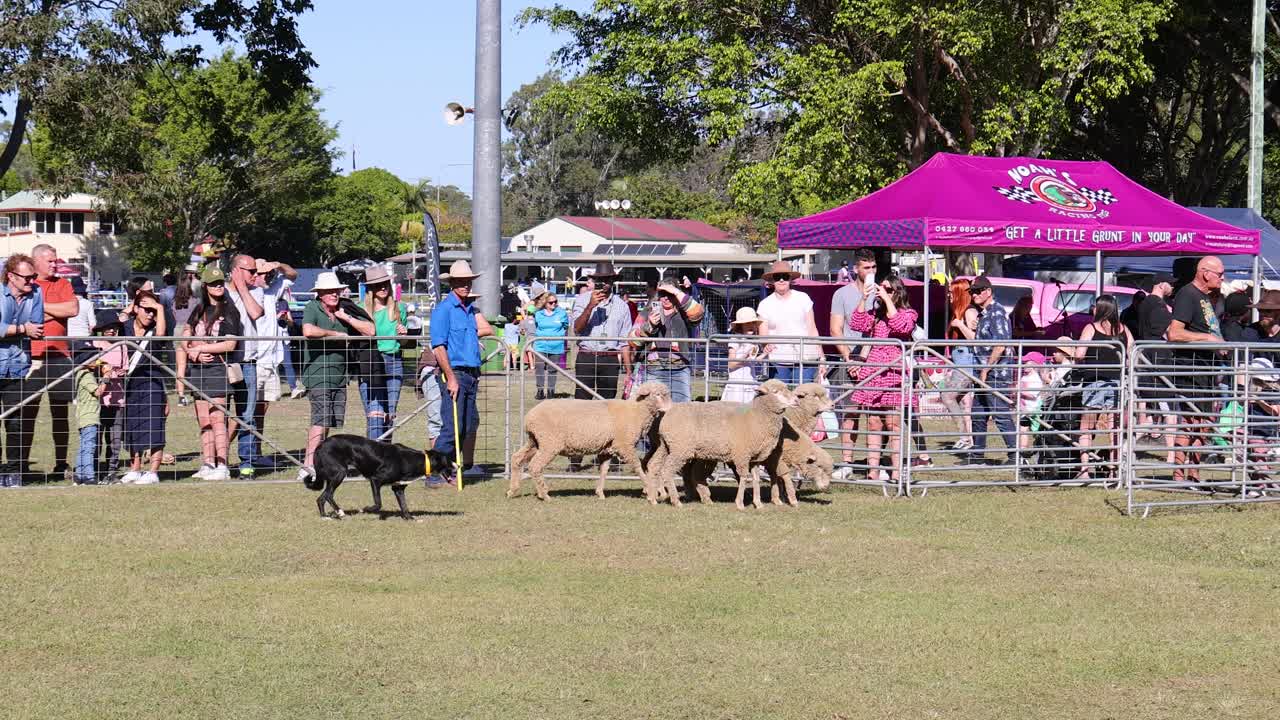 군중 들 은 빛 이 있는 야외 행사 에서 양 들 을 양육 하는 것 을 지켜보고 있다