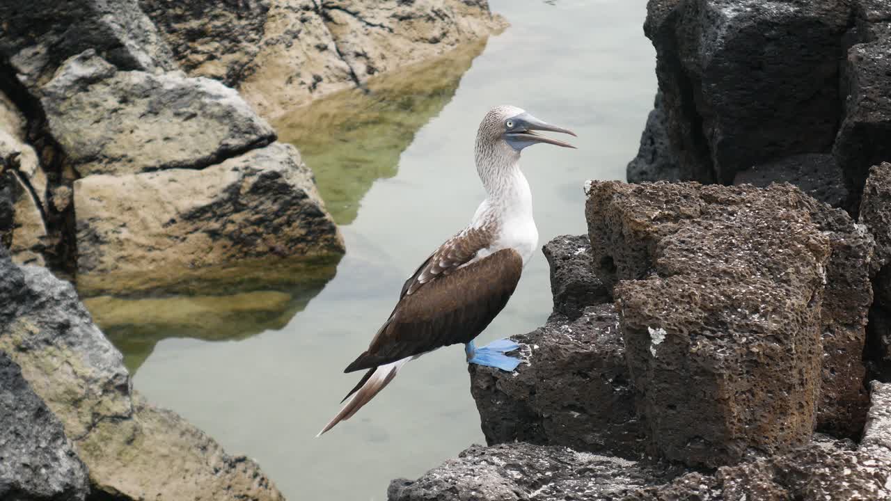 piqueros de patas azules pararse sobre una roca en las islas galápagos