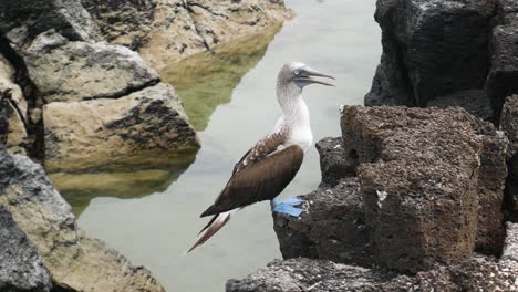 blue footed boobie stand on a rock in galapagos island