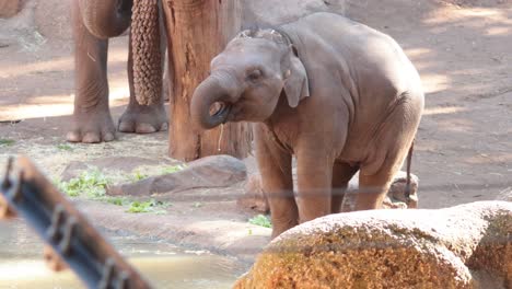 young elephant drinking water at the zoo