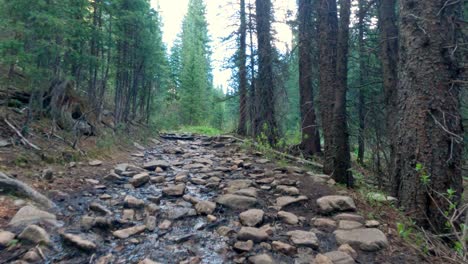 Hikers-view-walking-along-a-trail-with-water-flowing-down-it,-surrounded-by-pine-trees