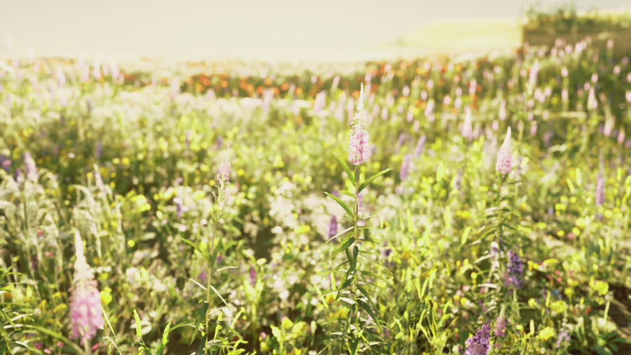 hermoso campo de flores silvestres en plena floración durante la hora dorada
