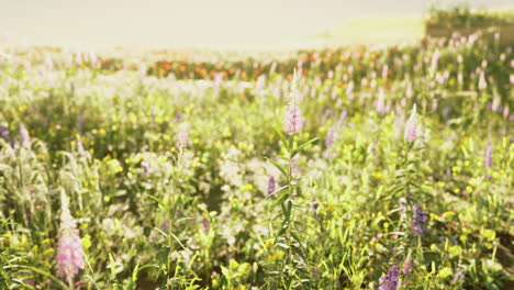 beautiful wildflower field in full bloom during golden hour