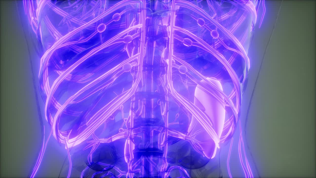 vasos sanguíneos del cuerpo humano