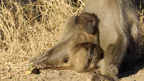 Un-Bebé-Chacma-Babuino-Con-Madre-Tomando-El-Sol,-Parque-Nacional-Kruger,-Sudáfrica