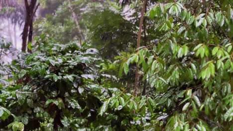 Lluvia-En-El-Denso-Bosque