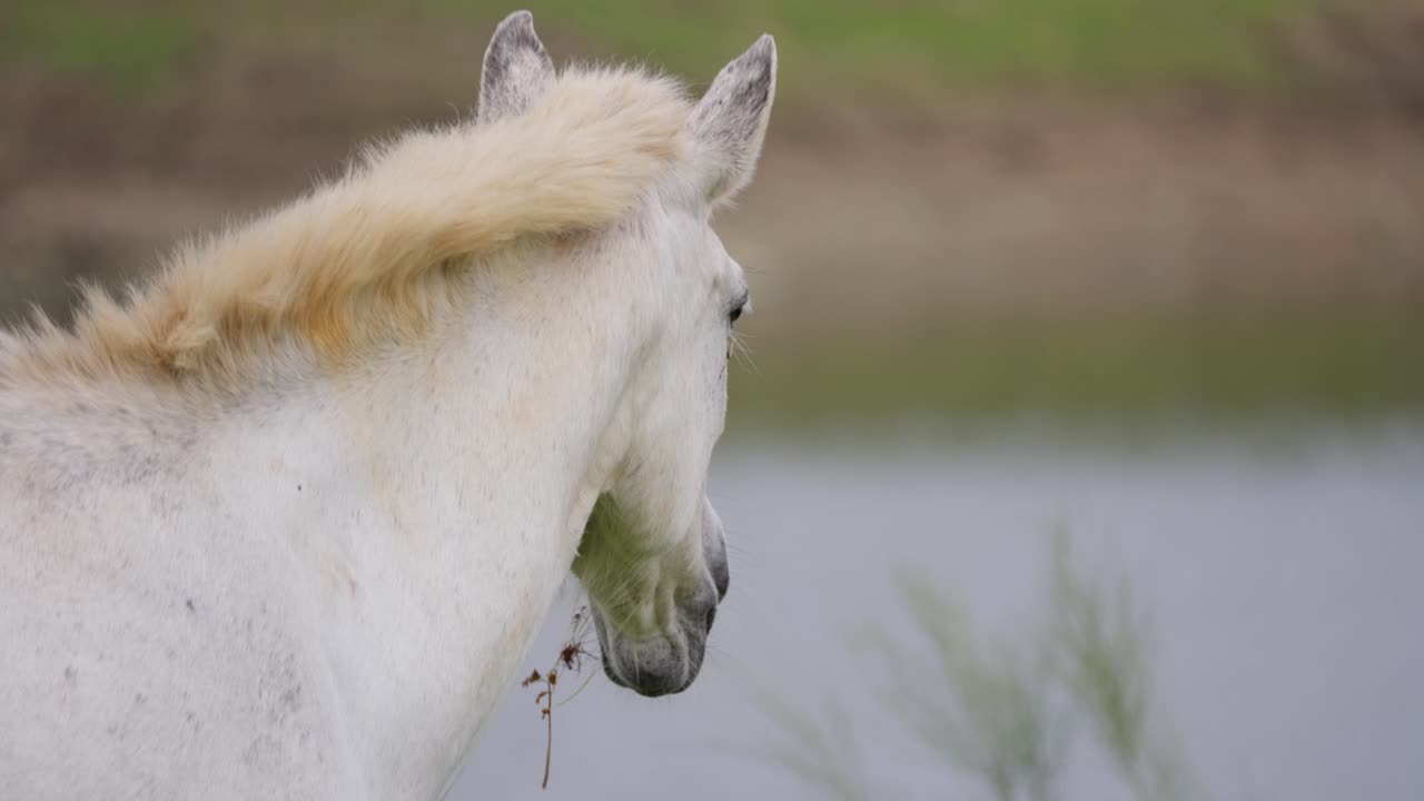Detail van wild wit staand paard dat gras en bloemen eet.