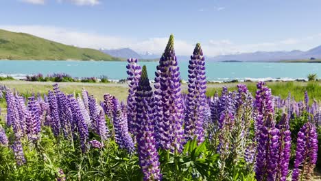 colourful lupin flowers along the shore of lake tekapo waving in the wind in slow motion