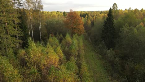 Waldblick-Mit-Straße