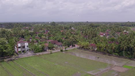 big flock of birds flying above rice fields at yogjakarta, aerial