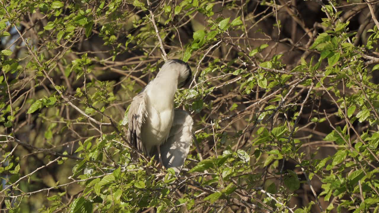 primer plano estático capturando una garza nocturna coronada de negro salvaje, nycticorax nycticorax encaramado en una rama de árbol, plumas acicaladas durante el día contra el fondo de follaje verde