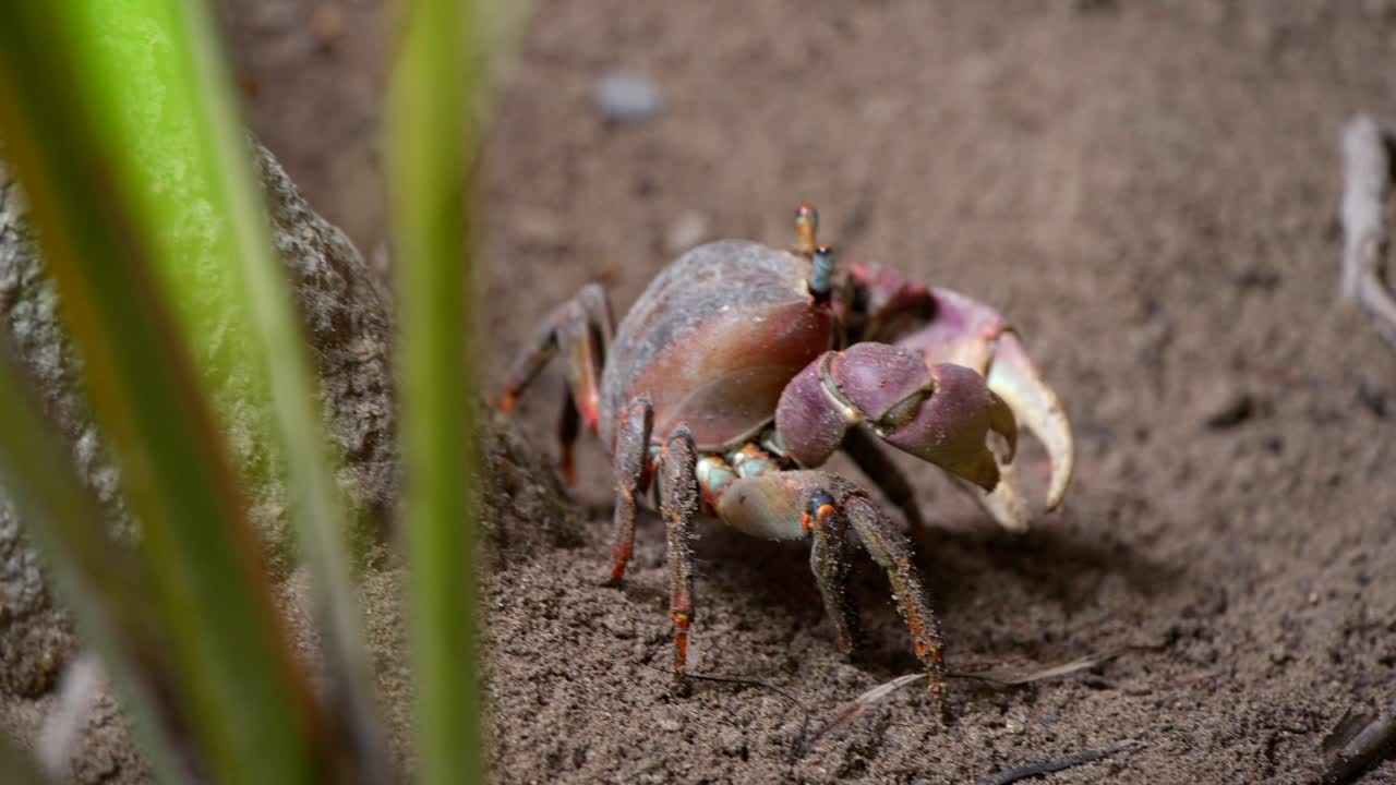 Caranguejo-lama selvagem nas Seychelles filmado em close-up na selva.