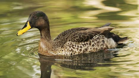 gelbschnabelente schwimmt um den teich herum