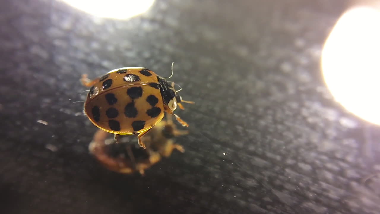 a Tiny Orange Ladybug crawls across the surface of a mirror. Its reflection is seen under the shining lights.